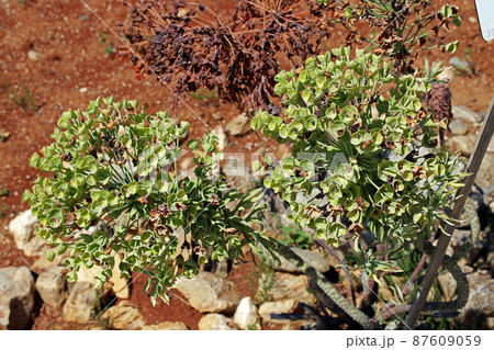 Euphorbia characias subsp. wulfenii, plant, Zagreb, Croatia 87609059