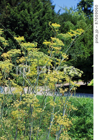 Foeniculum vulgare, plant, Zagreb, Croatia 87609060