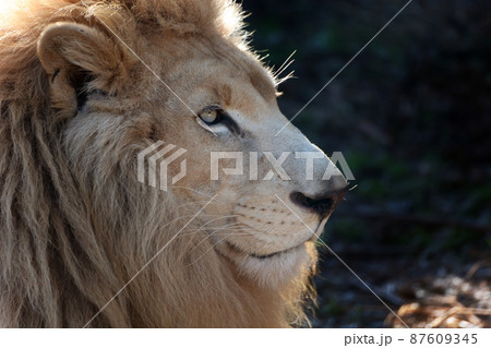 ライオン ライオン 87609345