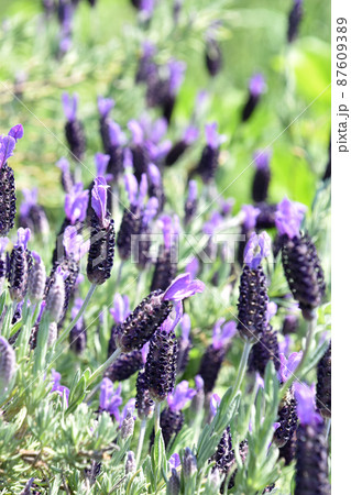 フレンチラベンダー 87609389