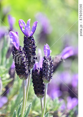 フレンチラベンダー 87609390