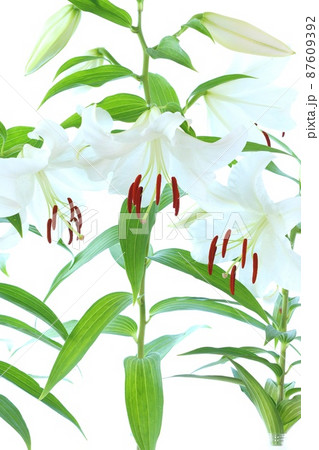 大きいユリ 白い花 カサブランカ 明るい背景 大きいユリ 白い花 カサブランカ 明るい背景 87609392