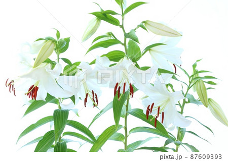 大きいユリ 白い花 カサブランカ 明るい背景の写真素材