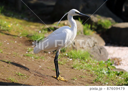 冠羽をなびかせ遠くを見つめるコサギ(シラサギ)の横顔 冠羽をなびかせ遠くを見つめるコサギ(シラサギ)の横顔 87609479