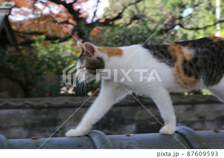 松山　石手寺の猫 87609593