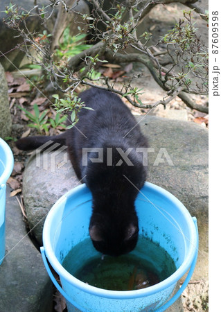 松山　石手寺の猫 87609598