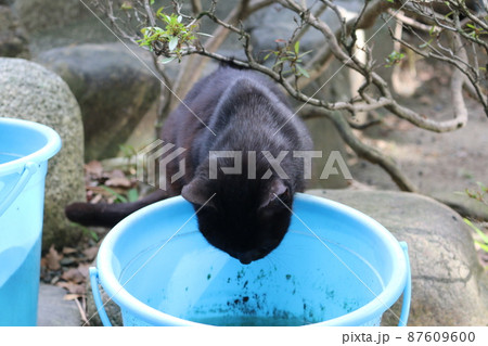 松山　石手寺の猫 87609600