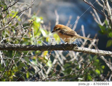 春の日差しの中のモズの雌(左向き) 春の日差しの中のモズの雌(左向き) 87609664