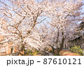満開の桜並木 満開の桜並木 87610121