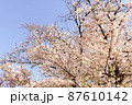 満開の桜の木 満開の桜の木 87610142