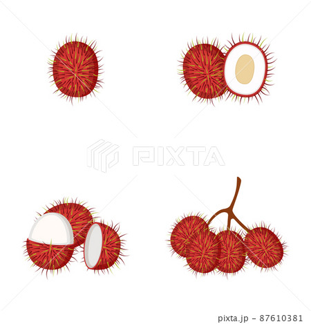 Rambutan, whole fruit, half, vector illustration 87610381