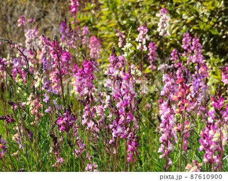 群生する紫色の春の花リナリア 87610900