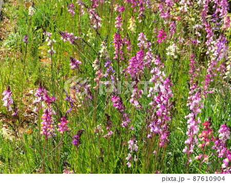リナリアの咲く春の緑の草地 87610904