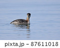 アアエリカイツブリ 87611018