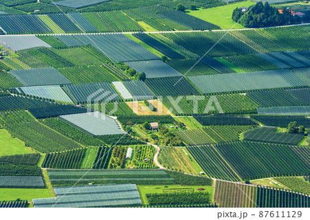 Apple Orchards in Sugana Valley or Valsugana - Trentino Alto Adige Italy 87611129