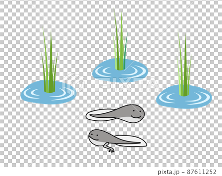 May_early summer rice 87611252