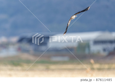 飛翔するタゲリ 87611485