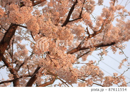 【素材イメージ】夕日に染まる桜の花 【素材イメージ】夕日に染まる桜の花 87611554