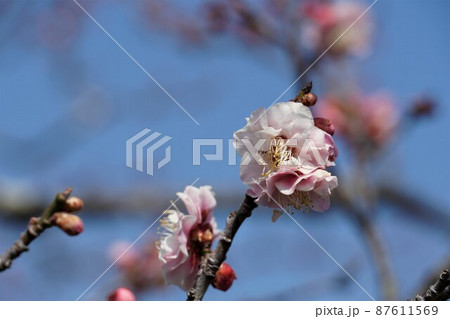 百品種の香り　水戸偕楽園に咲く薄紅色の梅の花　名木「とやでの錦」のアップ 87611569