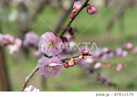 百品種の香り　水戸偕楽園に咲く薄紅色の梅の花　名木「御所紅」のアップ 87611570