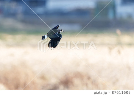 飛翔するタゲリ 87611605