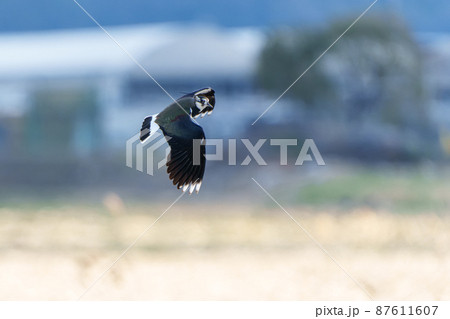 飛翔するタゲリ 87611607