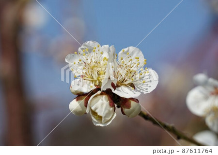 百品種の香り 水戸偕楽園に咲く白梅の花 名木「翁」のアップ 百品種の香り 水戸偕楽園に咲く白梅の花 名木「翁」のアップ 87611764