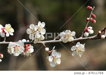 百品種の香り　水戸偕楽園に咲く白梅の花　名木「米良」のアップ 87611768