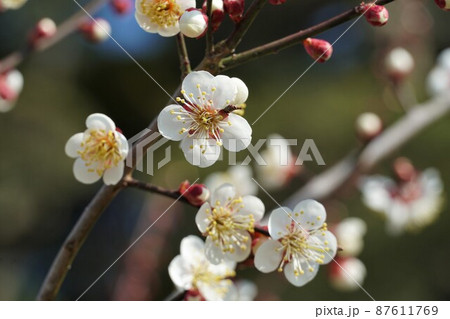 百品種の香り 水戸偕楽園に咲く白梅の花 名木「米良」のアップ 百品種の香り 水戸偕楽園に咲く白梅の花 名木「米良」のアップ 87611769