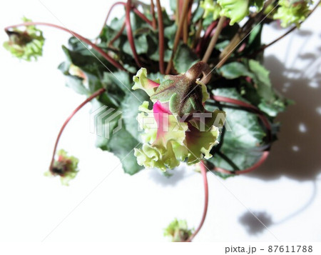 シクラメン　森の妖精 87611788