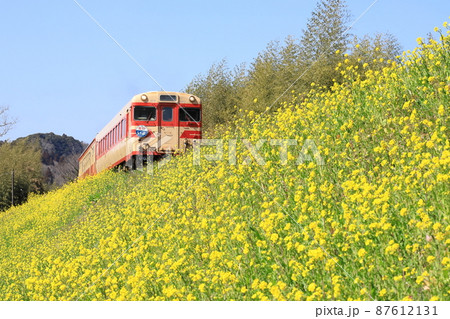 いすみ鉄道「菜の花一面に咲く築堤と懐かしの急行列車」 87612131