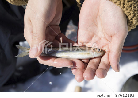 釣り上げたわかさぎを持つ男性手元 釣り上げたわかさぎを持つ男性手元 87612193