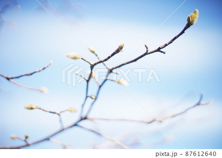 ほころぶコブシの芽　オールドレンズ 87612640