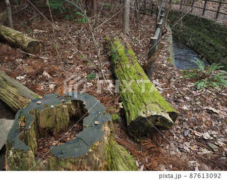 大きな切り株と苔むした倒木 大きな切り株と苔むした倒木 87613092