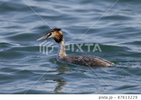 カンムリカイツブリ カンムリカイツブリ 87613229