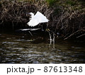 川面から飛び立つ白鷺 87613348