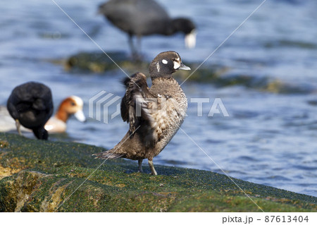 シノリガモ 87613404