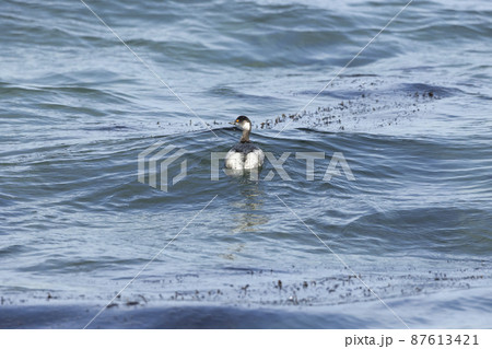 ハジロカイツブリ 87613421