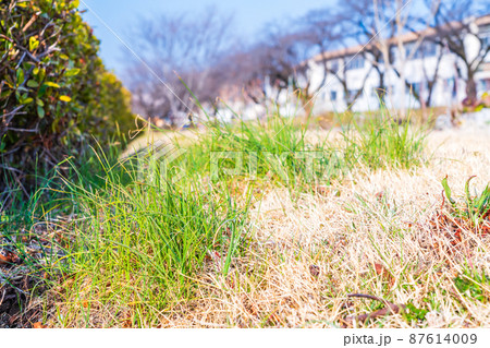春　芽を出した土手のノビル 87614009