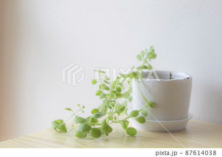 机の上の植物　ボタニカルイメージ 87614038