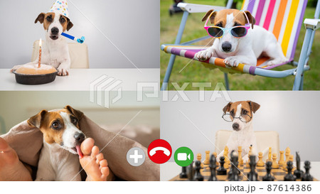 Video conference of four dogs. Comic caricature of distance communication. 87614386