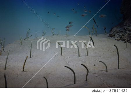 チンアナゴと小魚 87614425