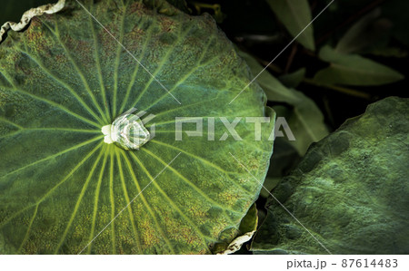 Close-up of Water droplets on surface of green water lily leaves floating in pond. 87614483