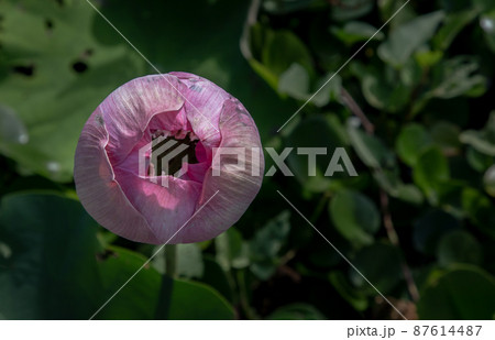 Bud of Pink fancy waterlily or lotus flower in pond with green water lily leaves background. Bud of Pink fancy waterlily or lotus flower in pond with green water lily leaves background. 87614487