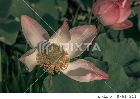 Yellow lotus stamens and white pink lotus petals of Pink fancy waterlily in pond with natural daylight background. 87614511