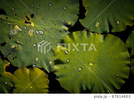 Water droplets on surface of green water lily leaves floating in pond. 87614603