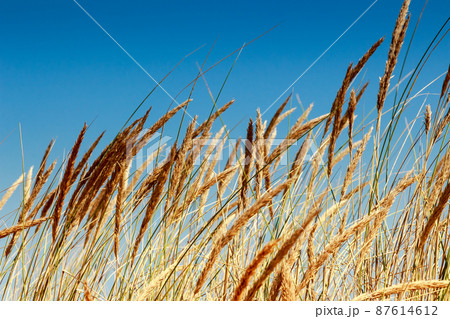 Wild plants moved by the wind. Wild plants moved by the wind. 87614612