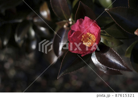 サザンカの花 87615321