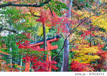吉田神社の美しい紅葉(京都市左京区) 吉田神社の美しい紅葉(京都市左京区) 87616153