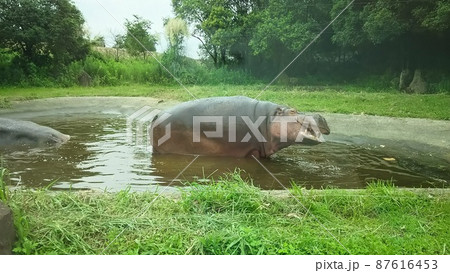 池から出るカバ 池から出るカバ 87616453
